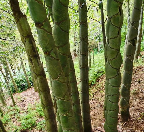 山上这种古怪的 竹子 ,常被人嫌弃,做成工艺品观赏价值却很高